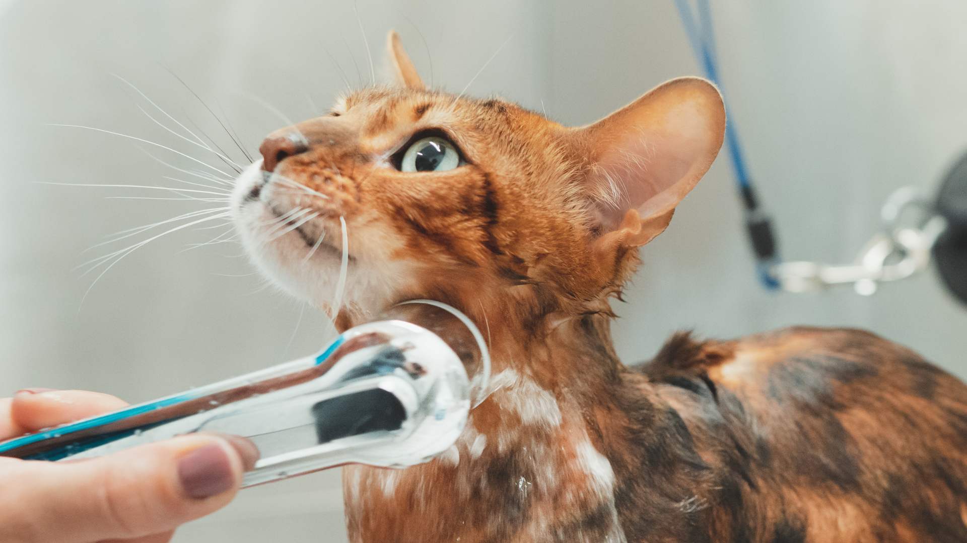 Cómo Bañar a un Gato: la Guía Completa