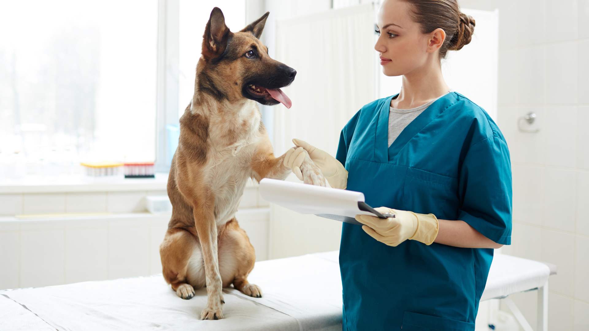 Abscesos en Perros: Causas y Cómo Tratarlo