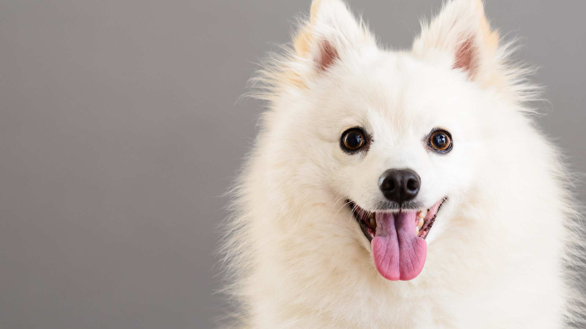 Razas de Perros Blancas: Ideas para Adoptar