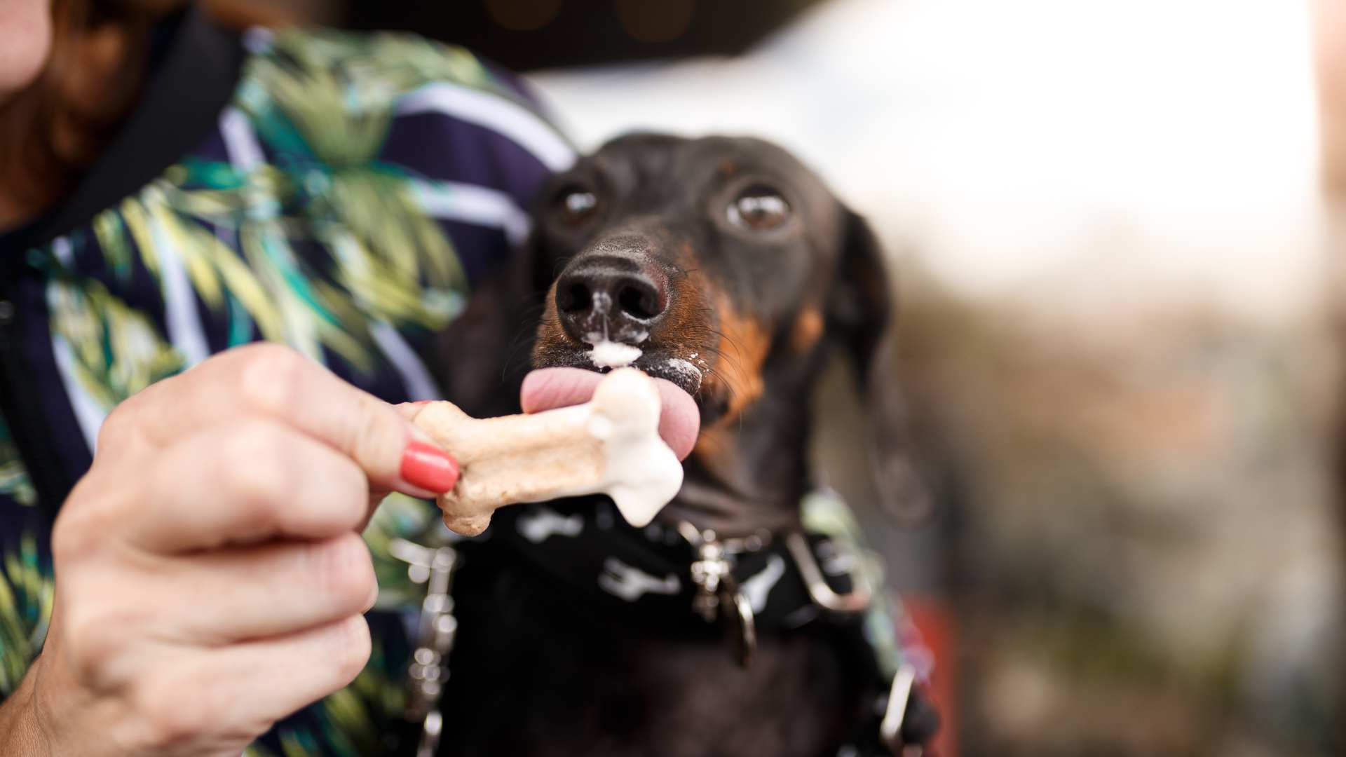 Helado para Perros: ¡3 Recetas Fáciles!