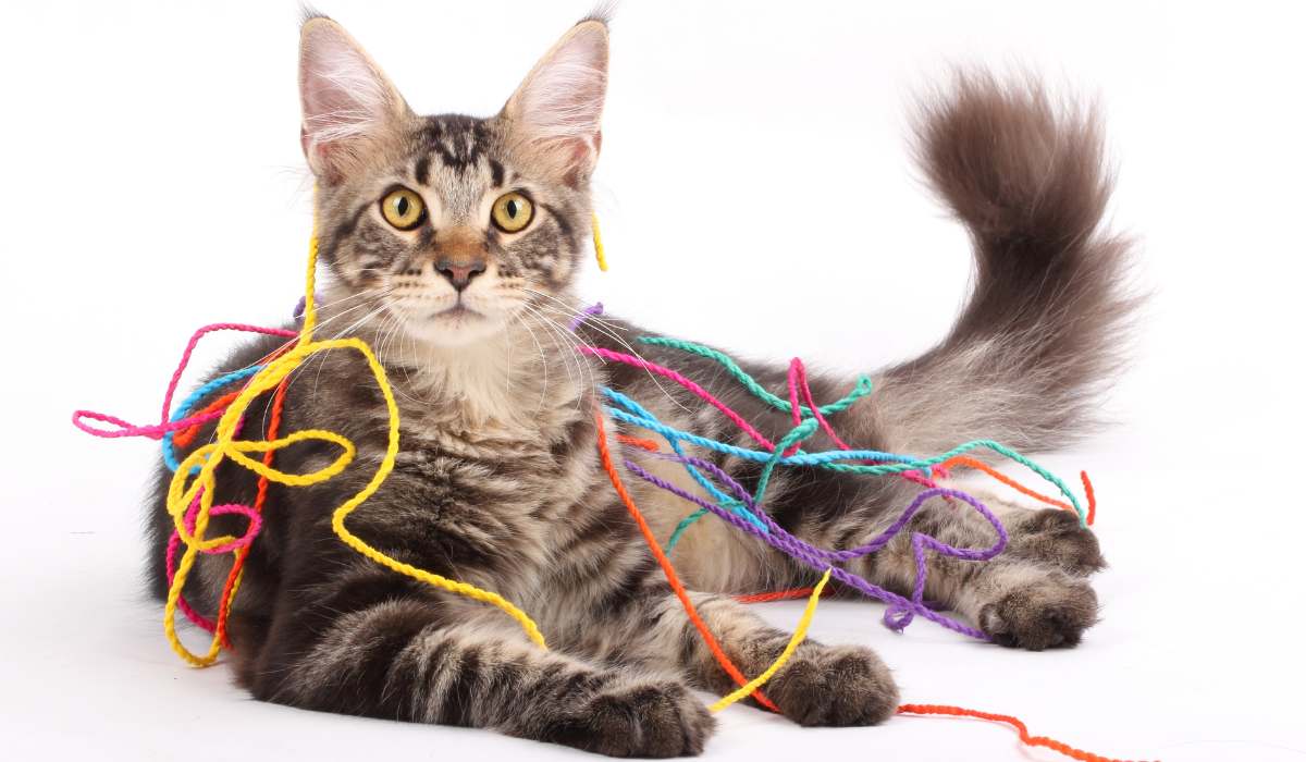 Juguetes Caseros para Gatos: Las Mejores Ideas