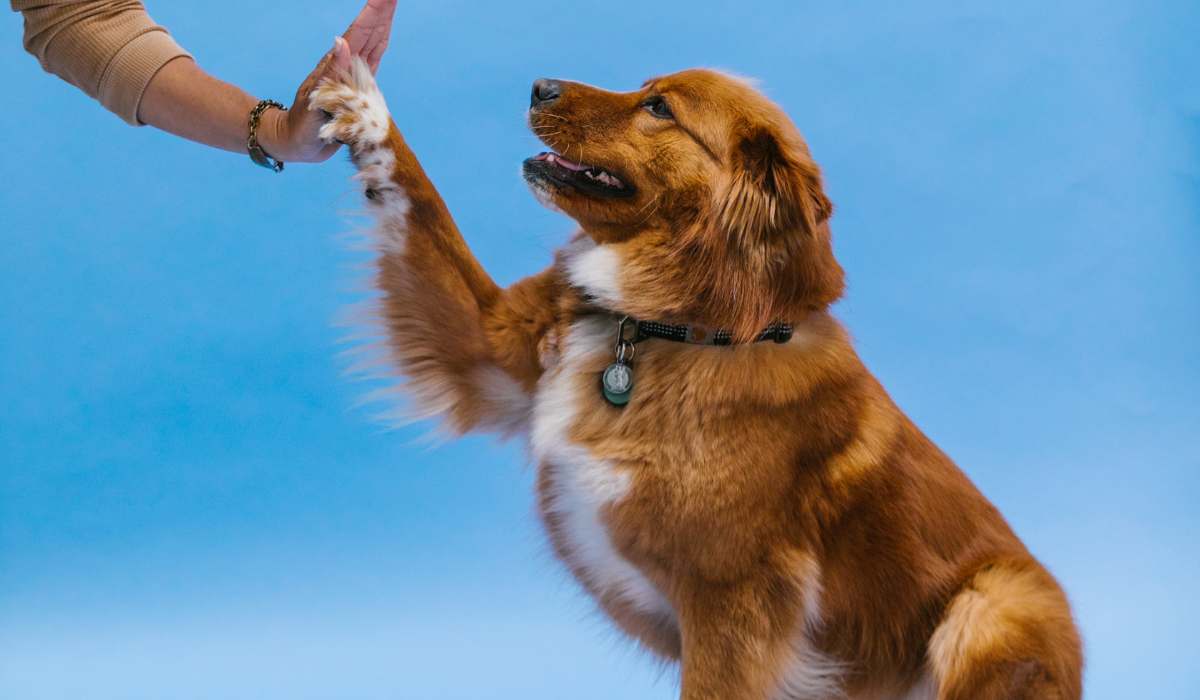 Mi Perro es Agresivo: ¿Cómo Puedo Adiestrarlo?