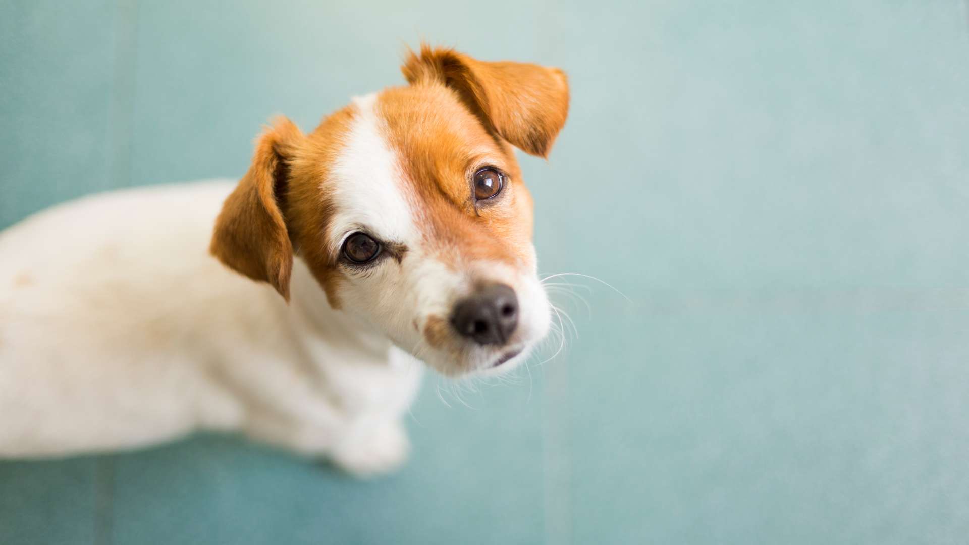 Adopción de Razas de Perros Pequeñas: Cómo Adoptar