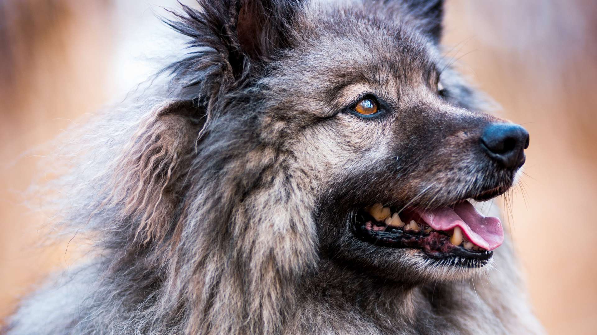 Perritos Grises: Listado de Razas Grandes, Medianas y Pequeñas