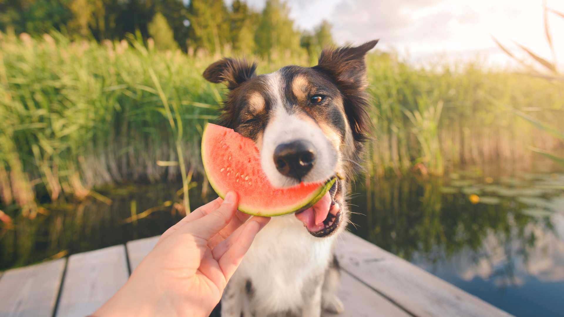 Qué Frutas Pueden Comer los Perros: Lista Completa