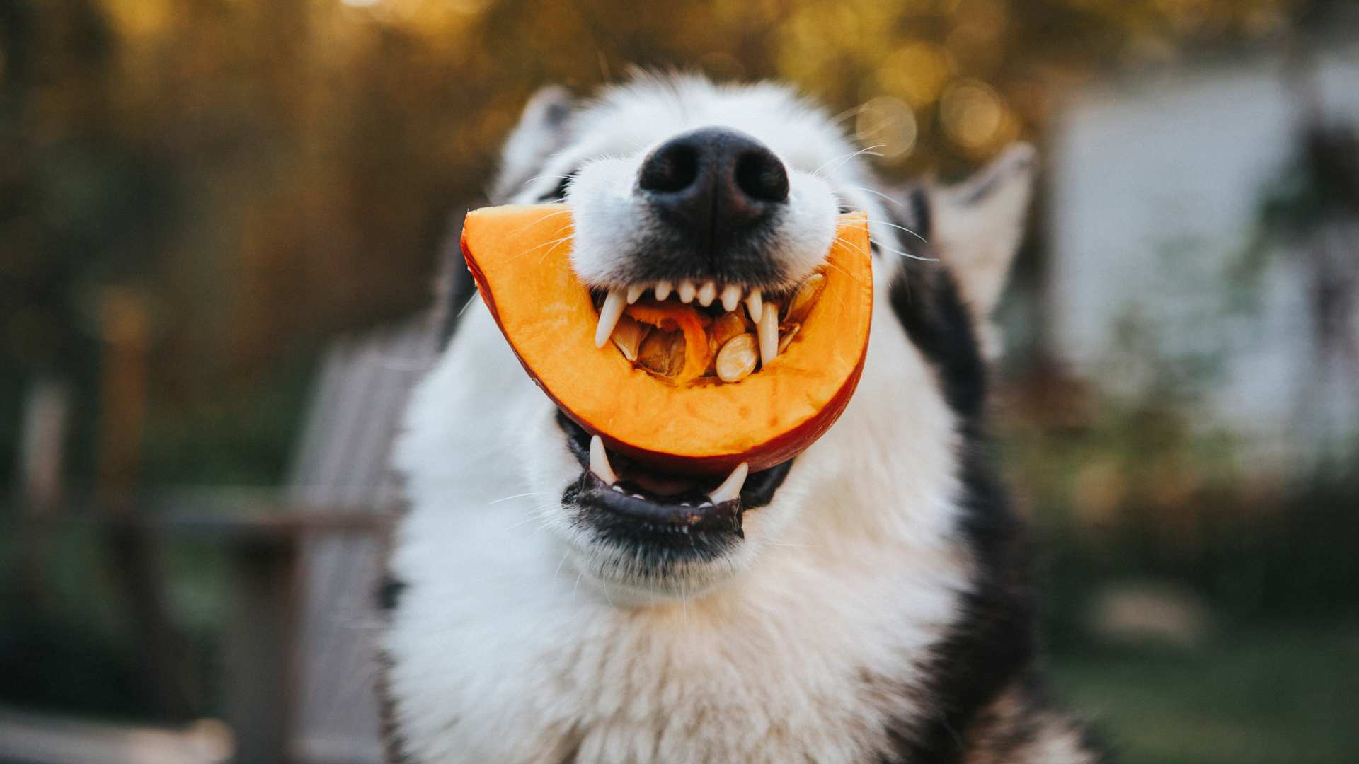 Qué Verduras Pueden Comer los Perros: Lista Completa