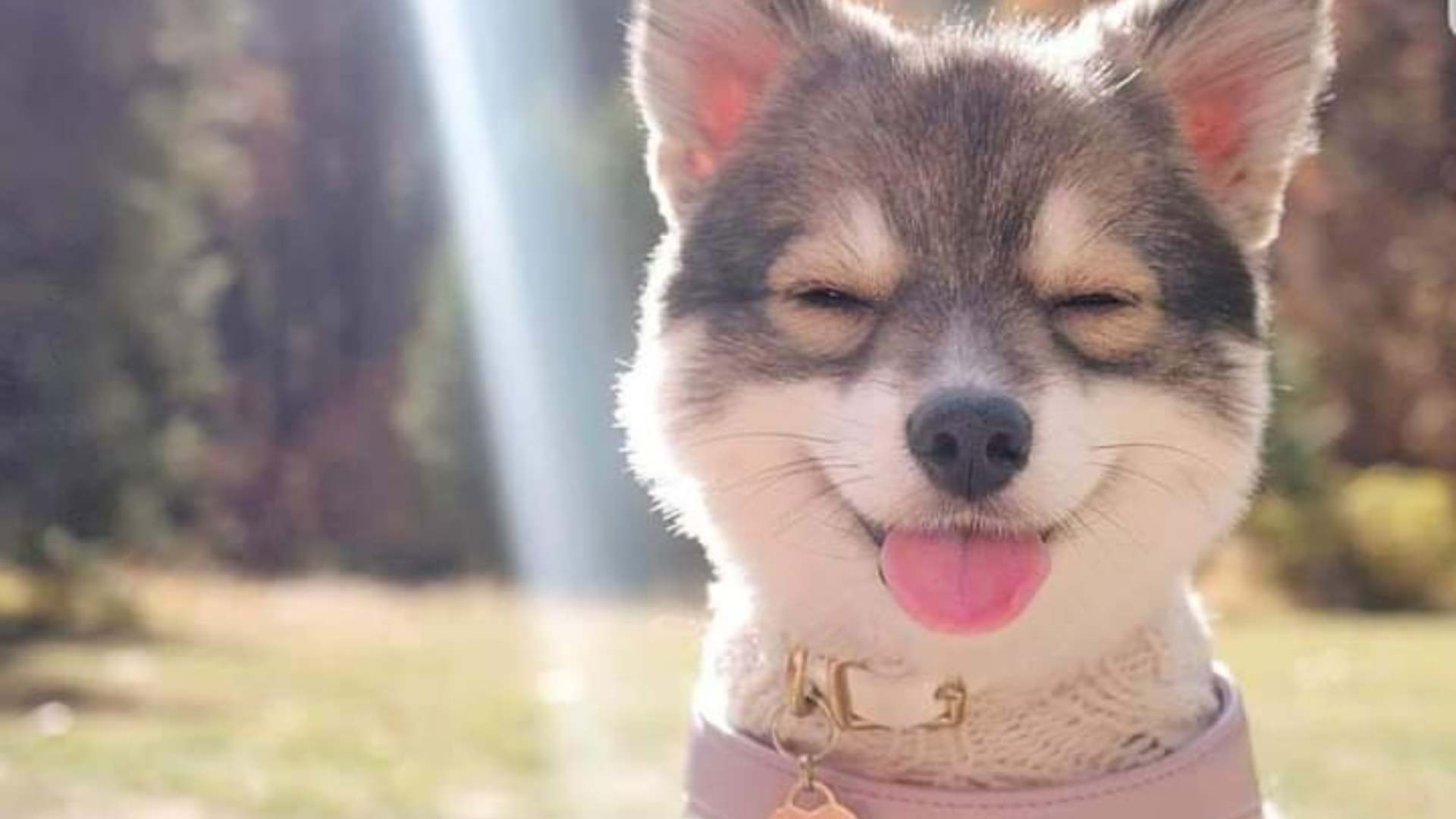 Nombres Para Perritas: Cuáles Son las Mejores Ideas