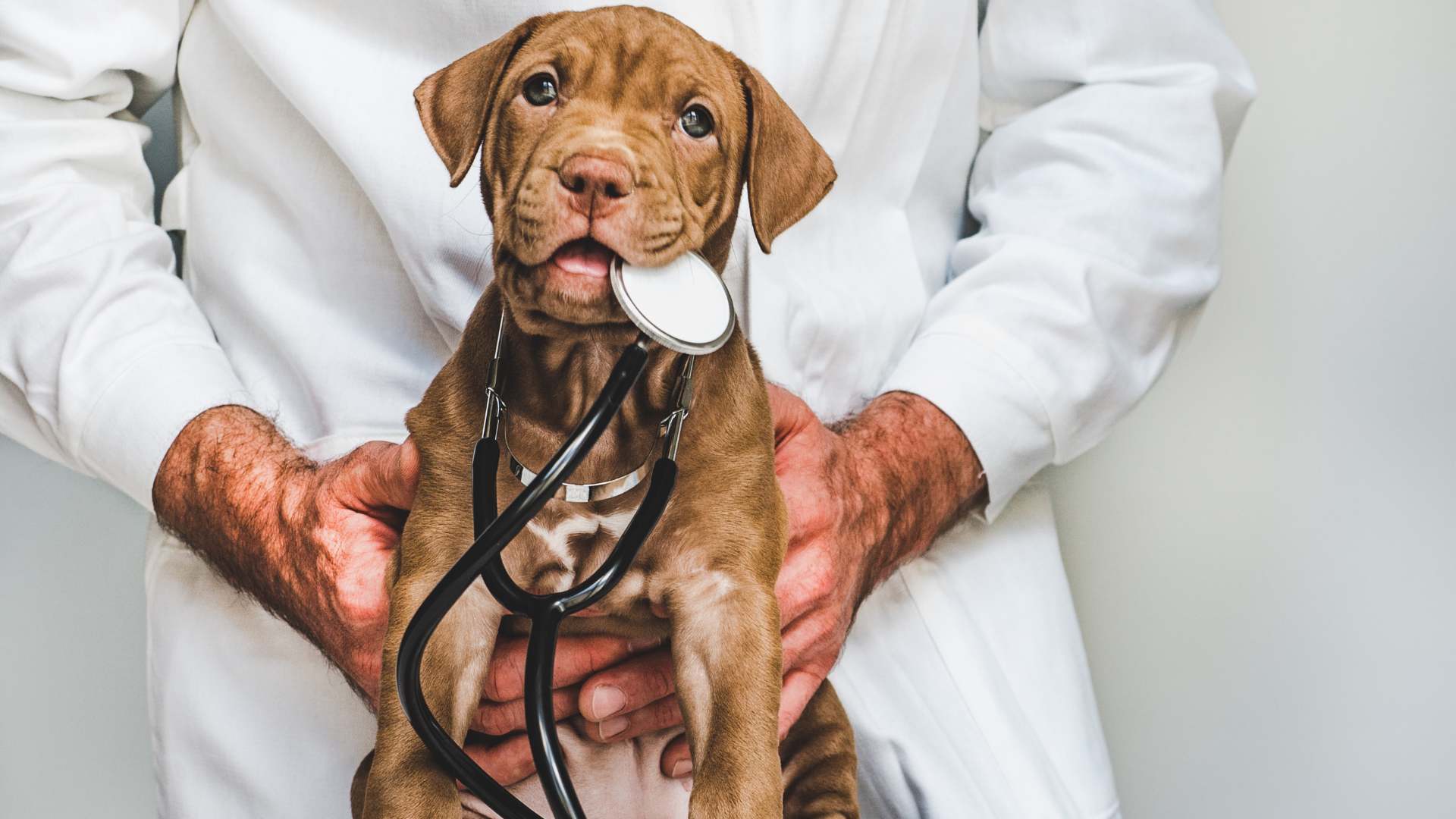 Fosfatasa Alcalina Alta en Perros: Causas, Síntomas y Tratamiento