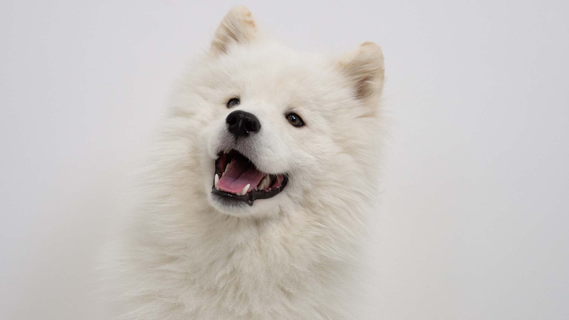 Nombres Para Perritos Blancos: Las Mejores Ideas