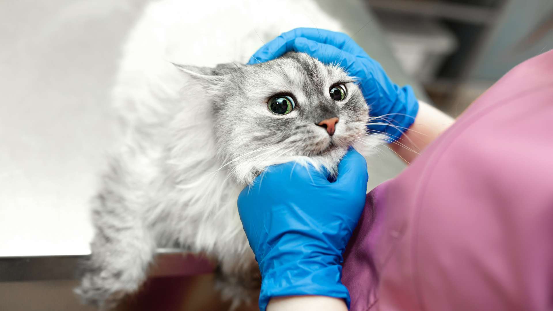 Conjuntivitis en Gatos: Causas, Síntomas y Tratamiento