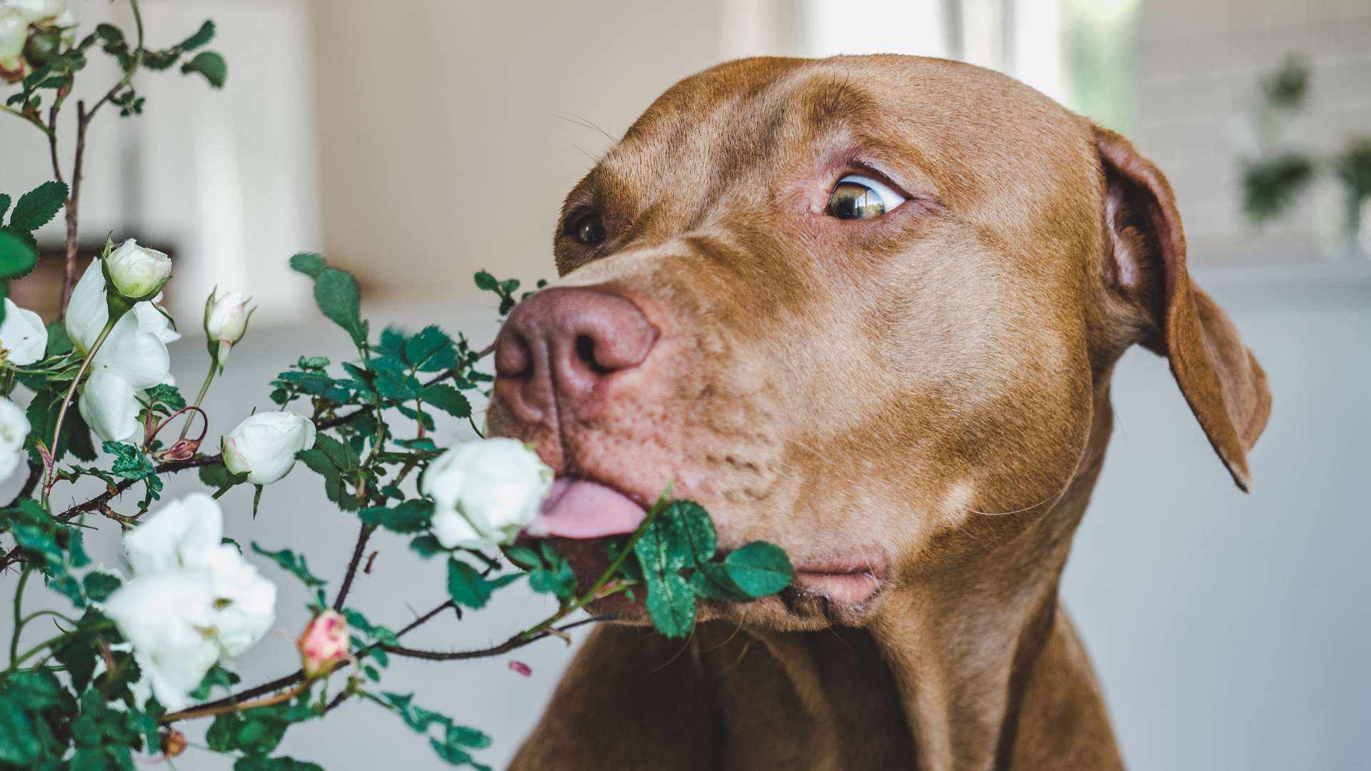 Repelente Casero para Perros: Opciones Disponibles