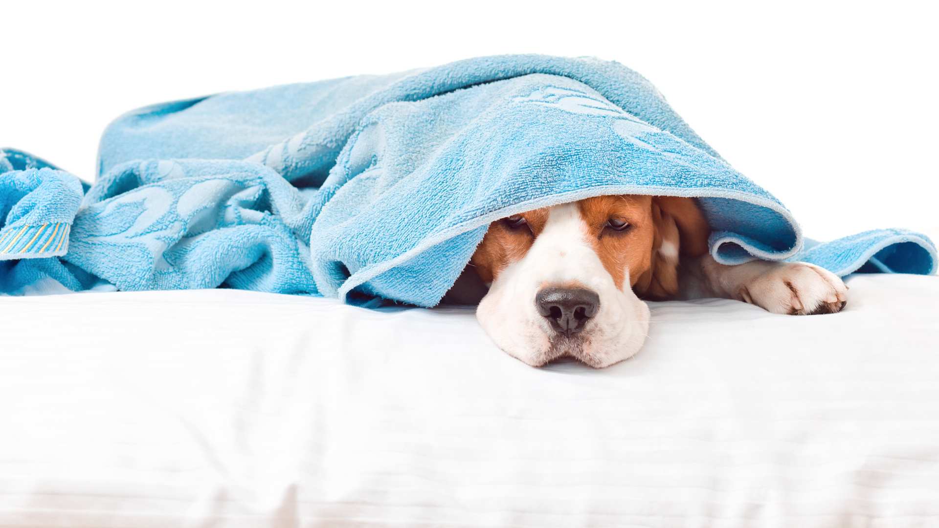 Remedios Caseros para el Vómito en Perros