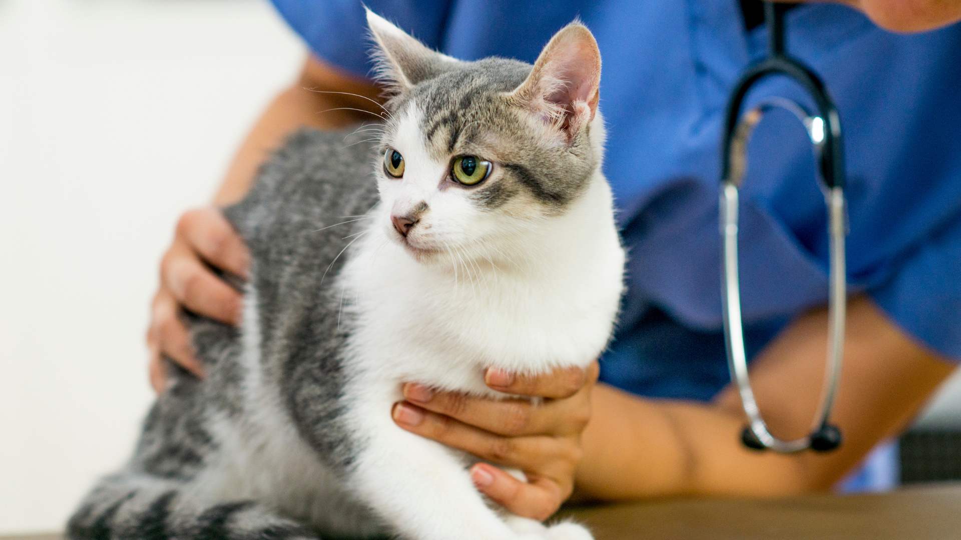 Remedio para Gato Resfriado: Guía Completa de Resfrío Felino