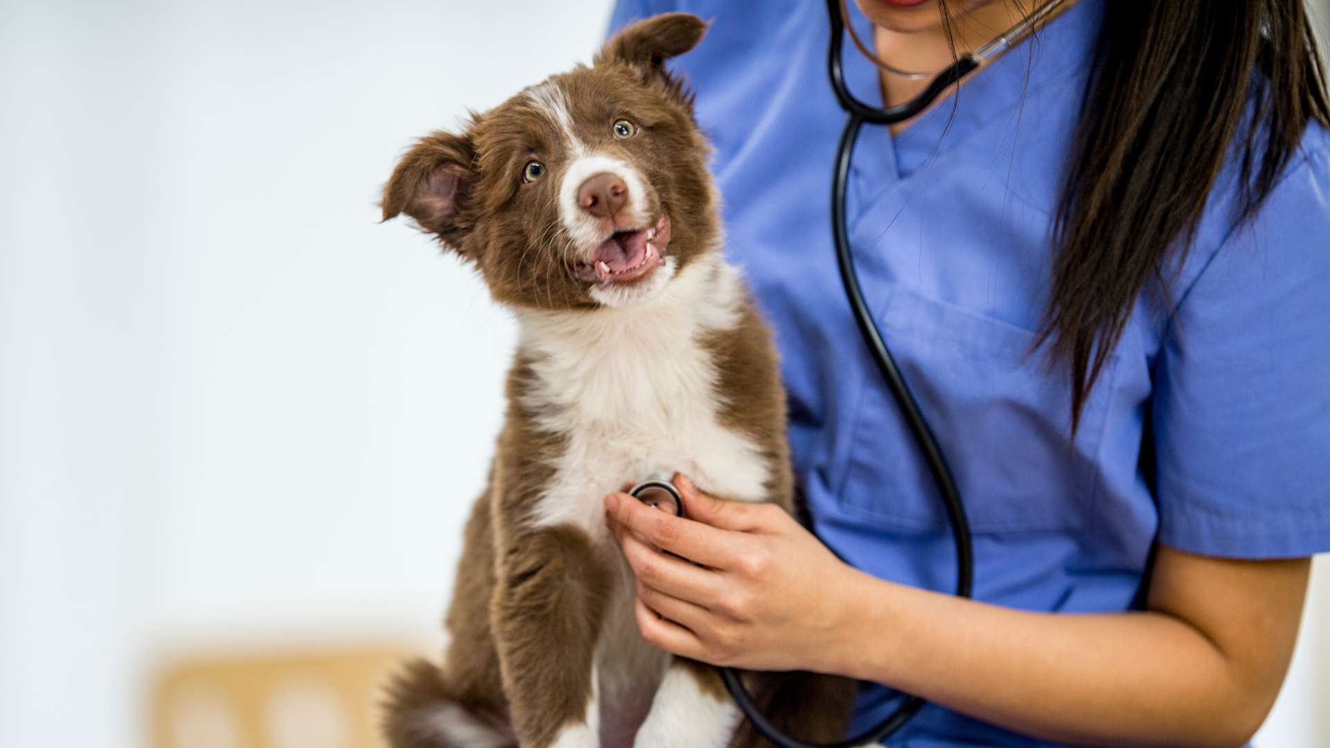 Mulcatel para Perros: Usos y Contraindicaciones