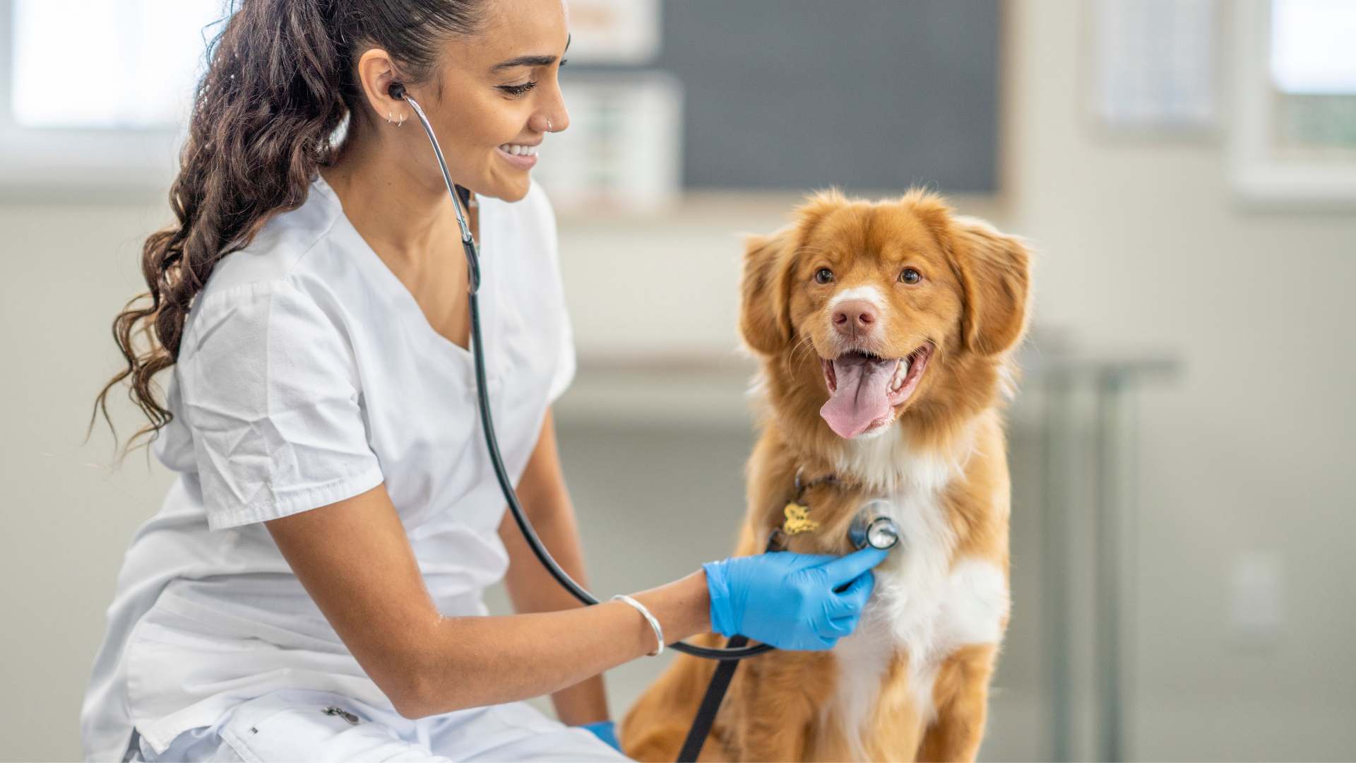 Cardiopatía en Perros: Causas, Síntomas y Prevención