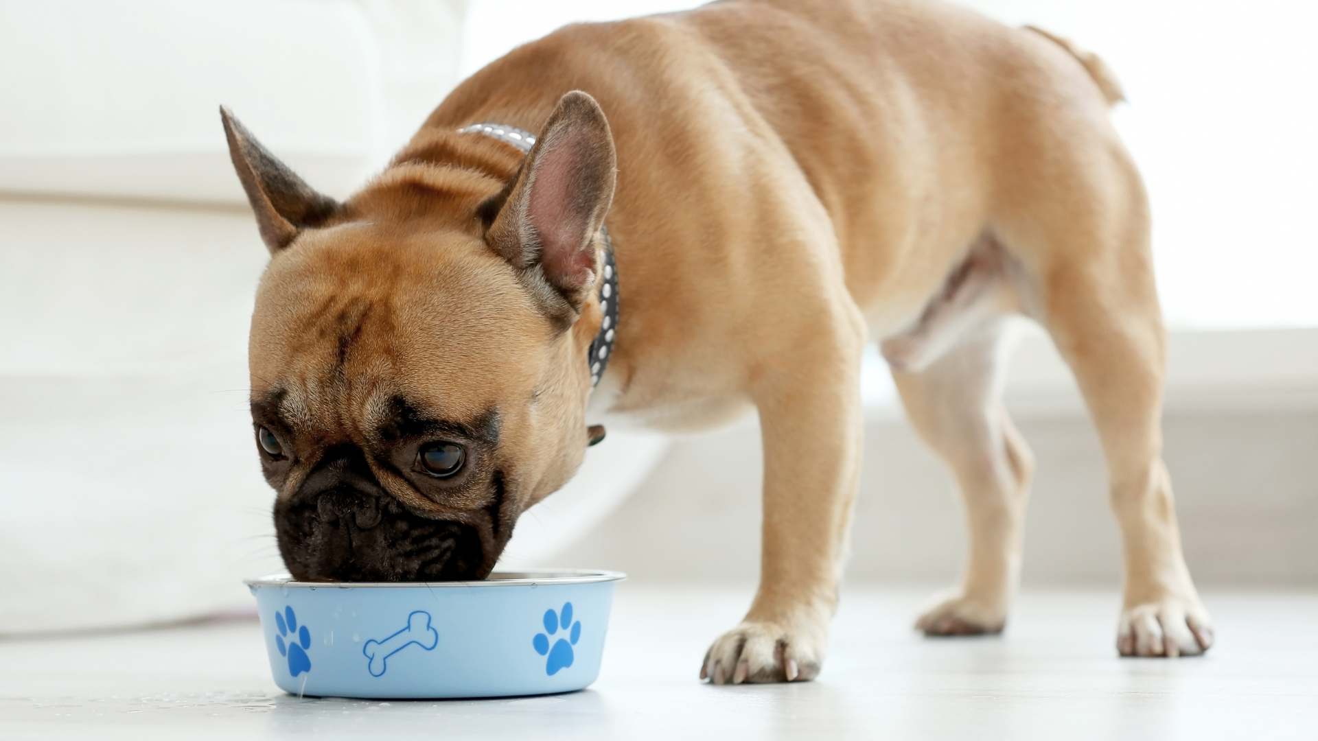 ¿Pueden Comer Atún los Perros? La Respuesta