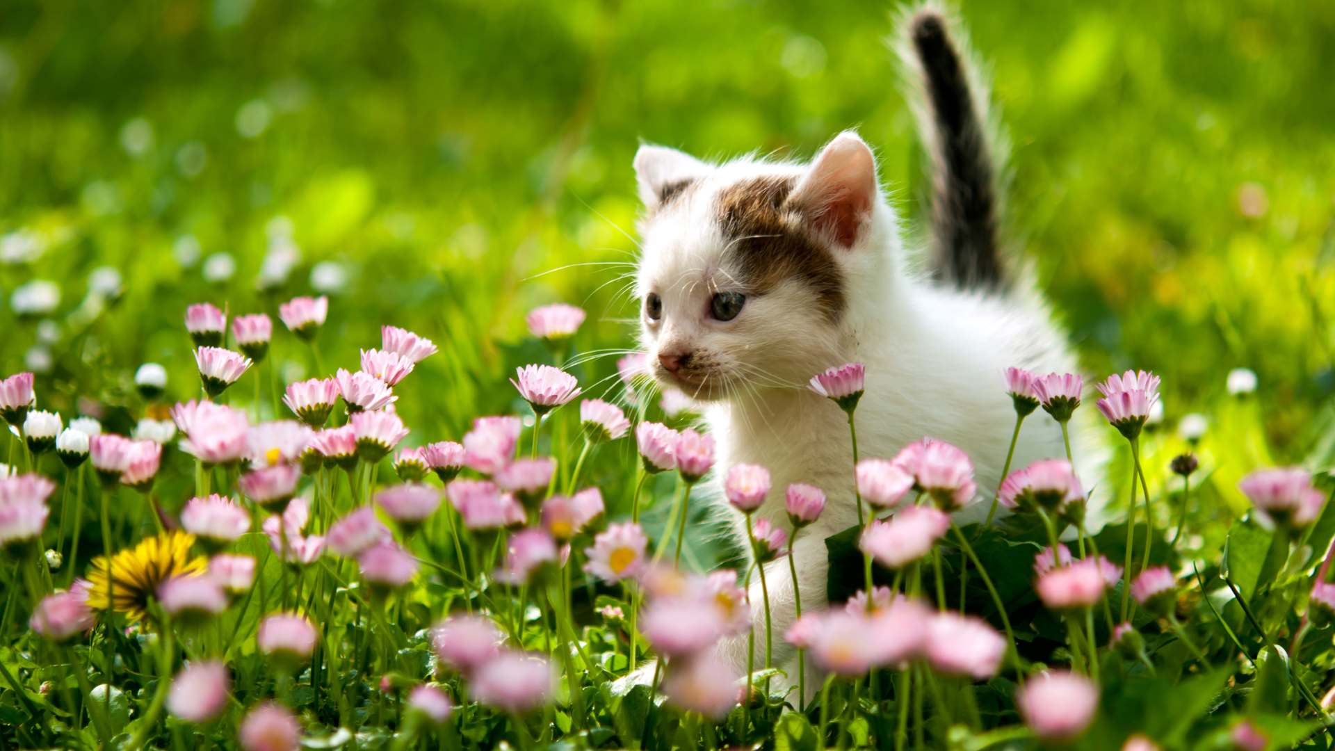 Nombres Japoneses para Gatos: Las Mejores Ideas