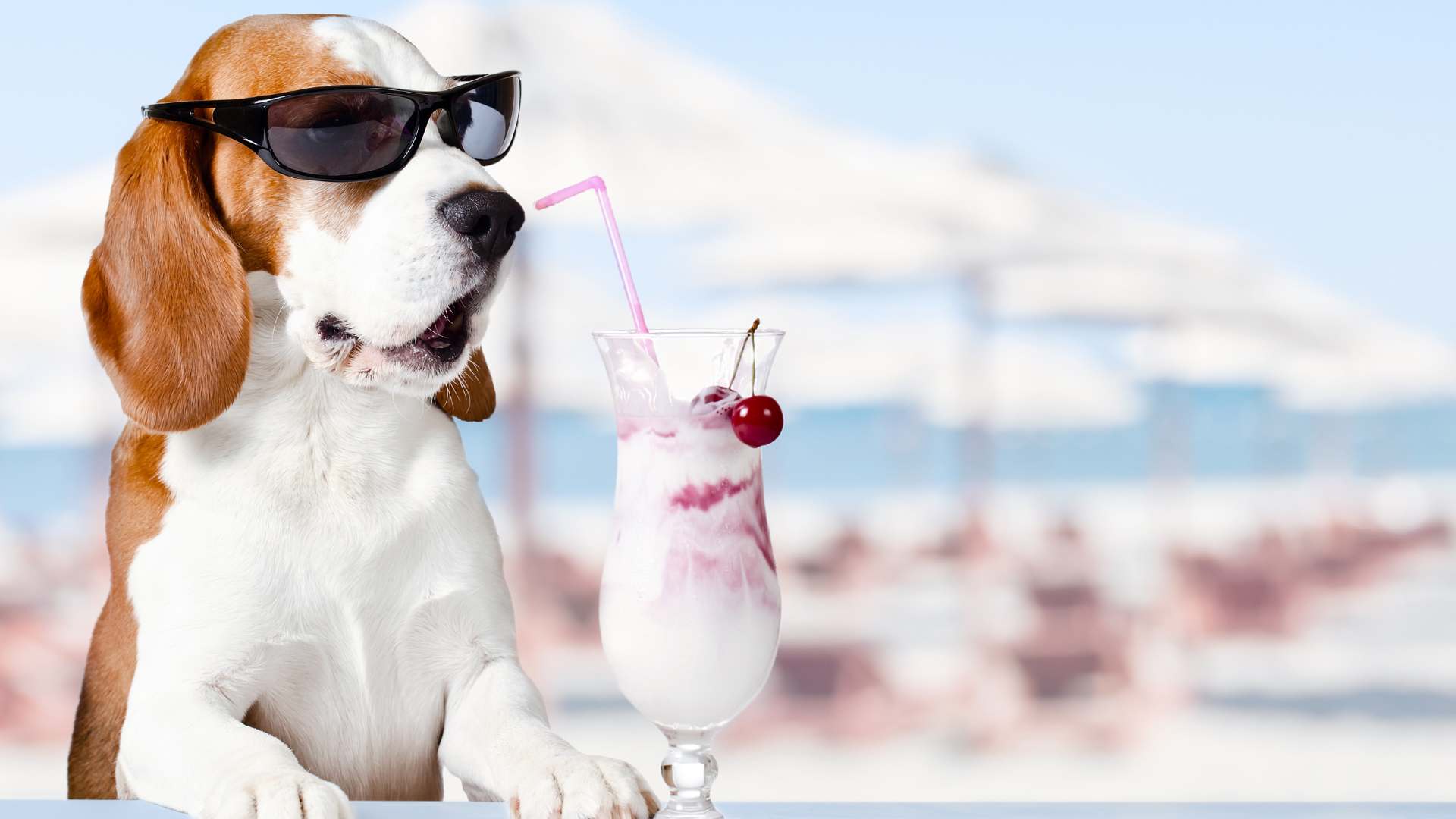 ¿Los Perros Pueden Comer Cerezas?