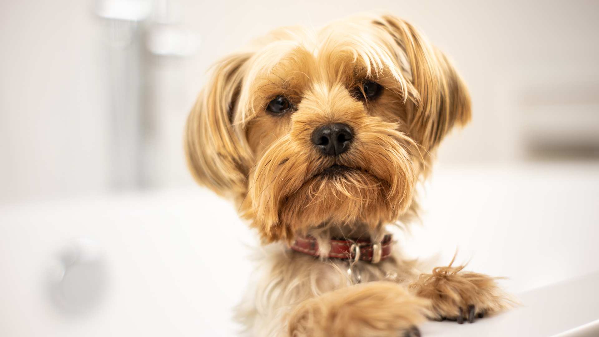 Mal Aliento en Perros: Causas, Síntomas y Tratamiento