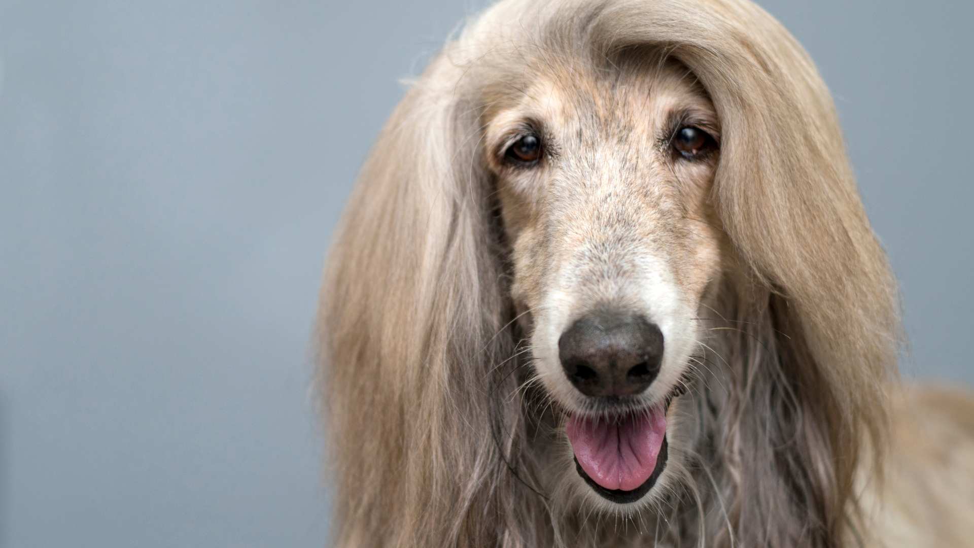 ¿Los Perros Pueden Comer Durazno?