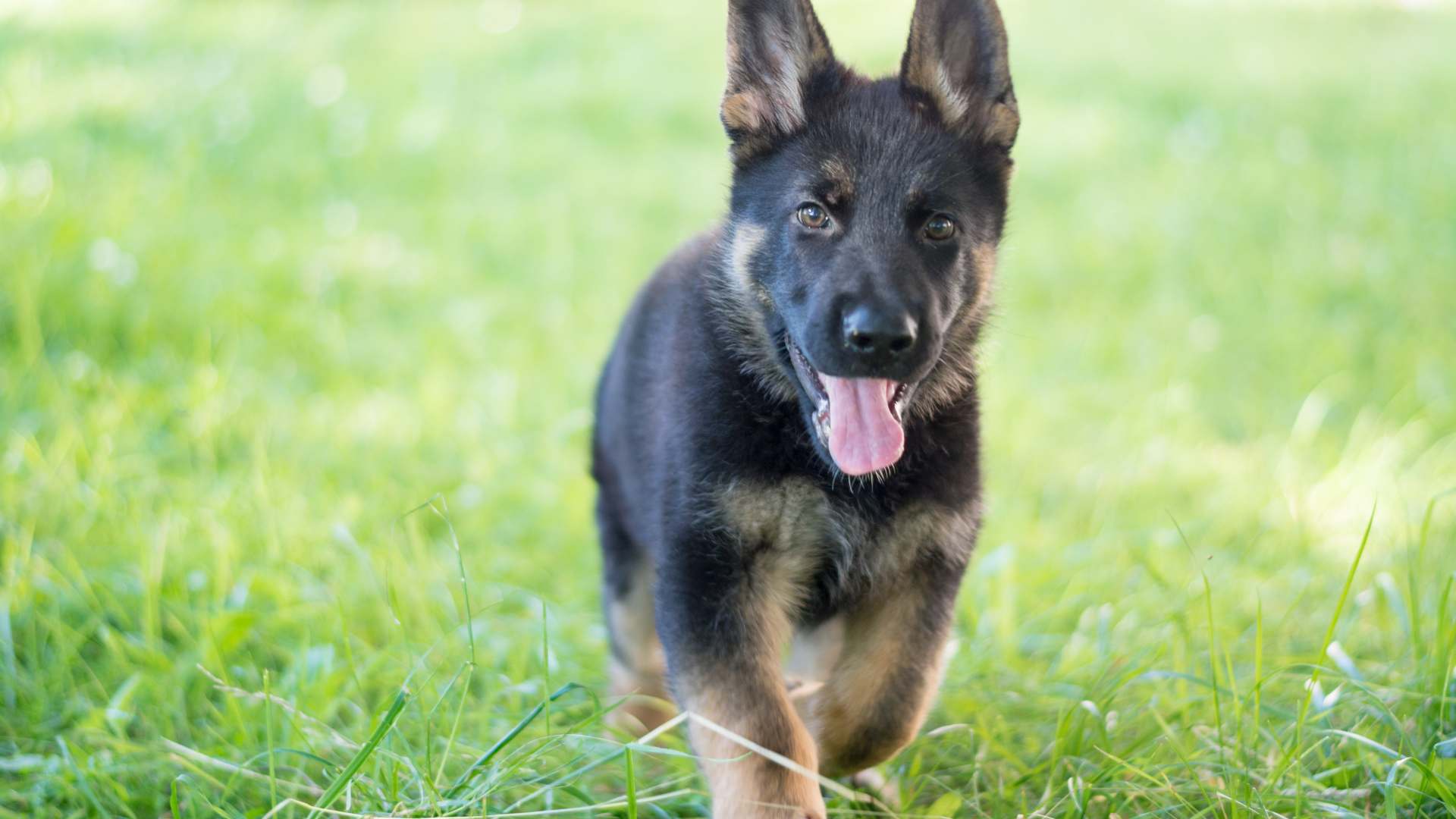 Nombres para Pastor Aleman: Las Mejores Ideas