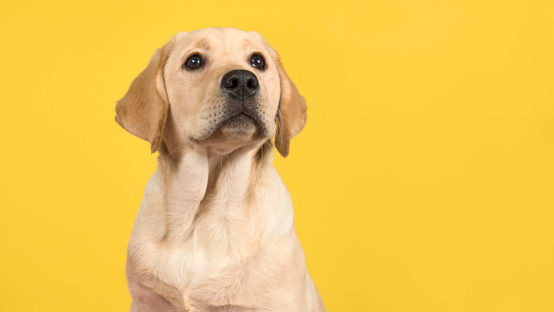 Labrador Americano: Todo Sobre esta Raza