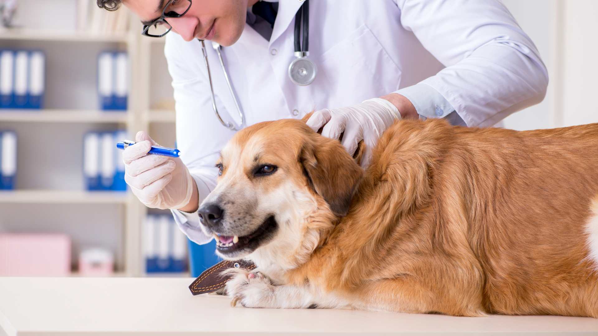 Lipoma en Perros: Causas, Síntomas y Tratamiento