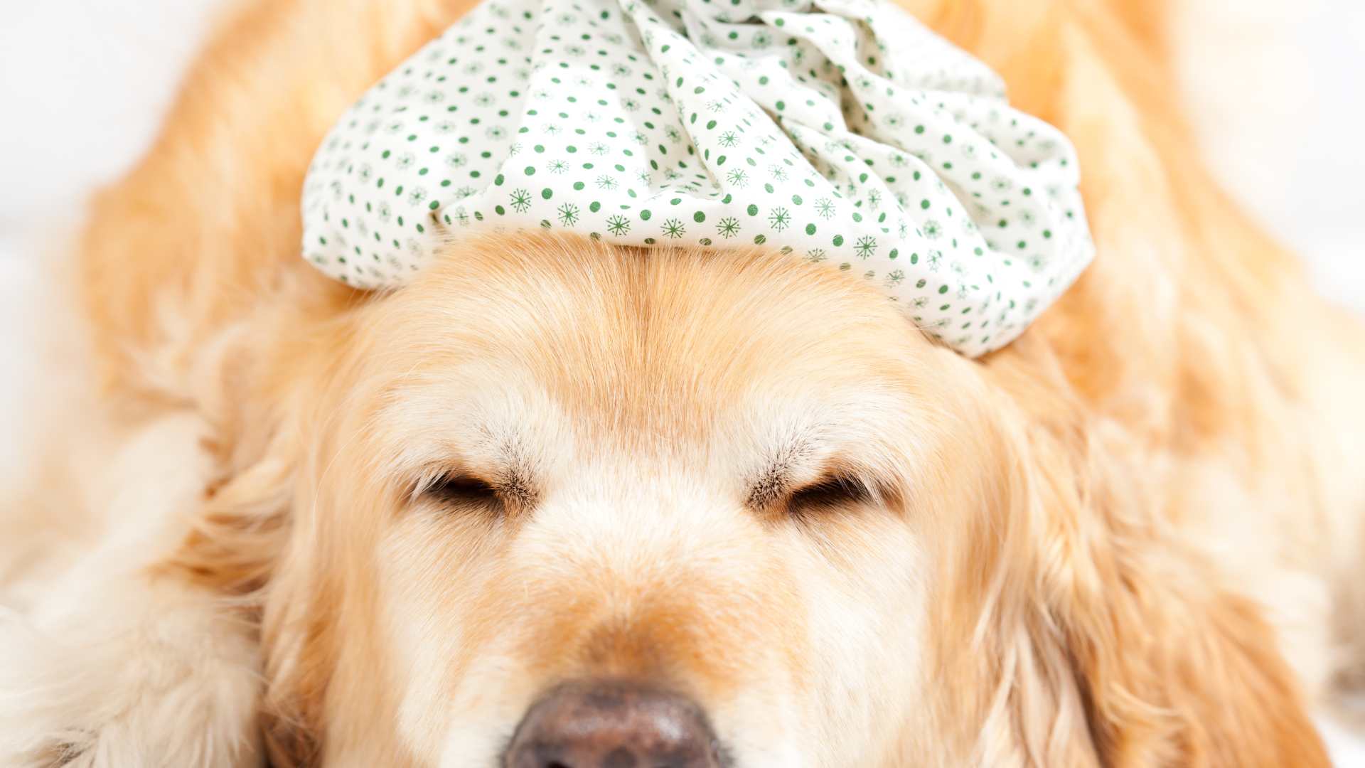 Antibióticos para la Gripe en Perros: Qué Debes Saber