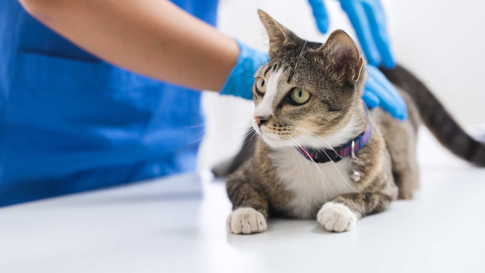 Anemia en Gatos: Causas, Síntomas y Tratamiento