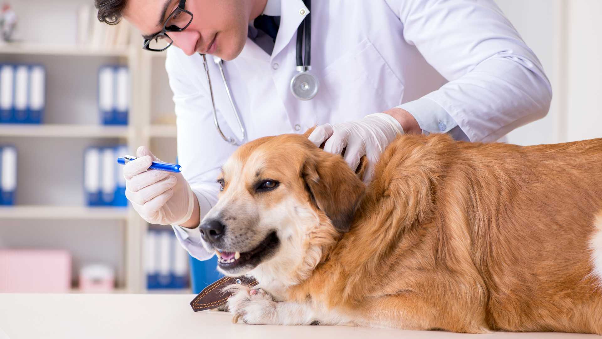 Otohematoma en Perros: Causas, Síntomas y Tratamiento