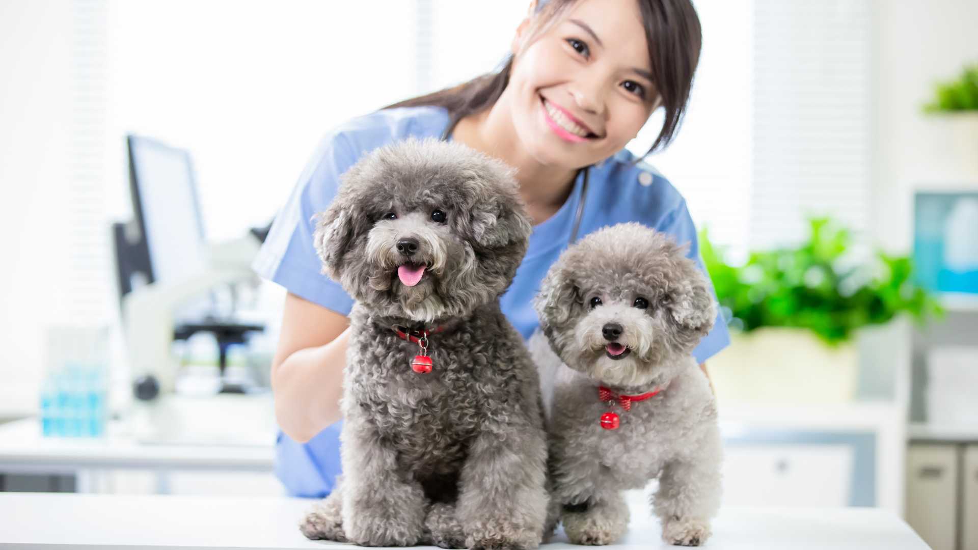 Síndrome Vestibular en Perros: Causas, Síntomas y Tratamiento