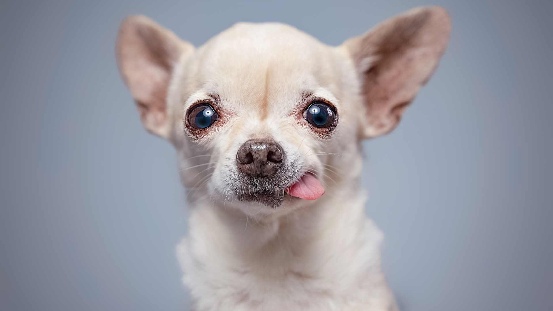 Nombres para Perros Pequeños: Las Mejores Ideas