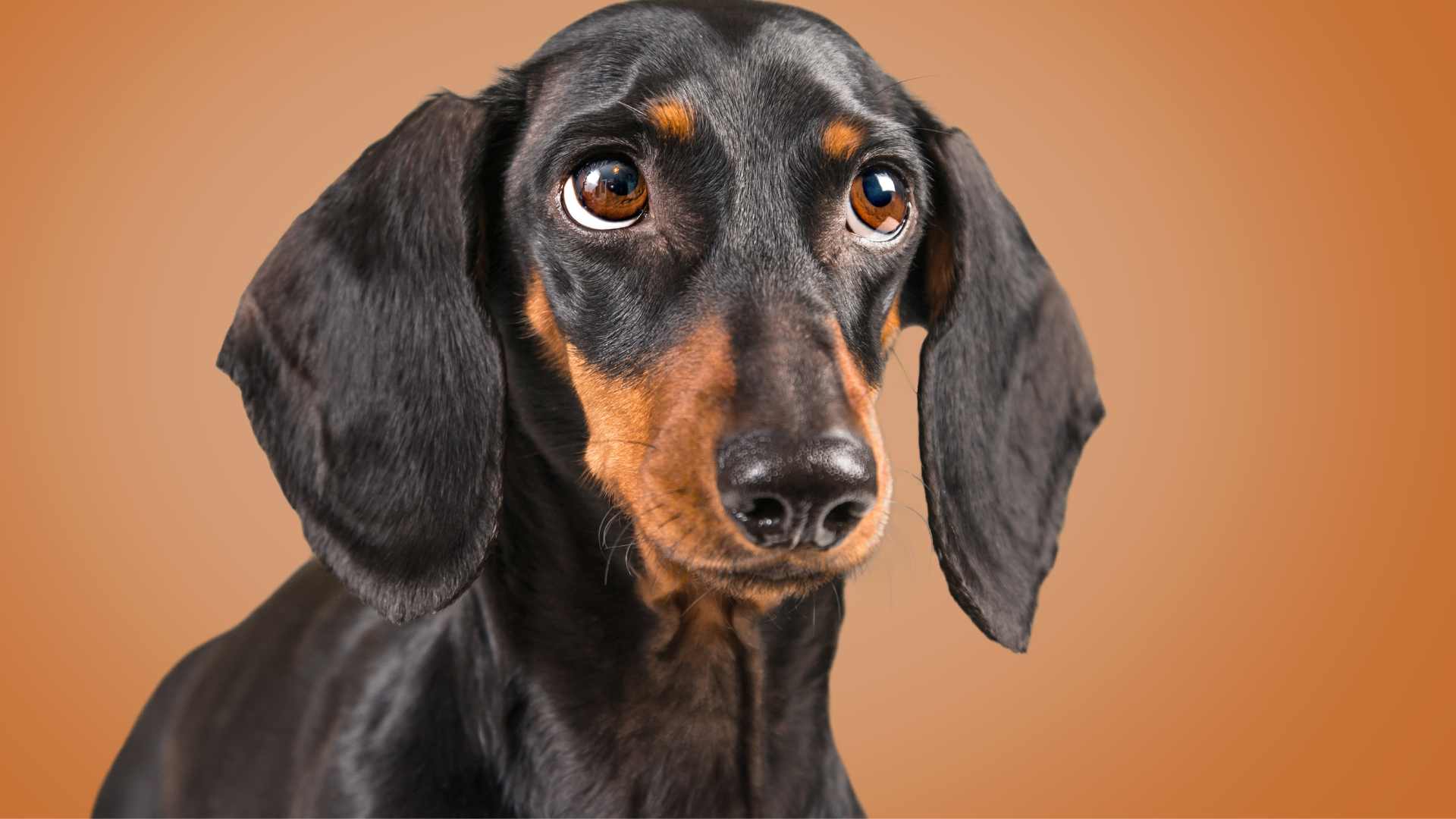 Alergias en Perros: Causas, Síntomas y Consecuencias