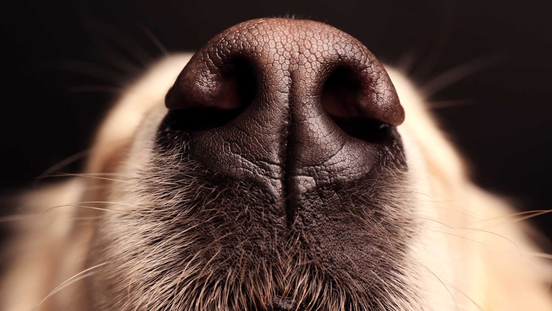 Perro con Nariz Seca: Causas, Síntomas y Tratamiento