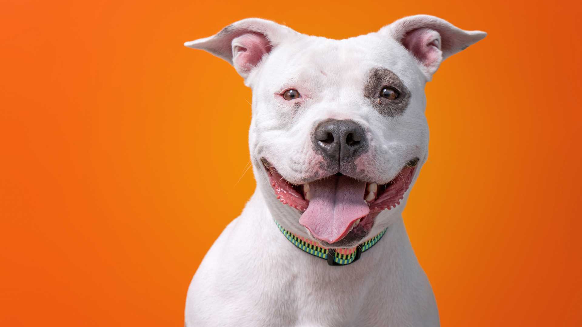 Perros con Hipo: Causas, Síntomas y Tratamiento