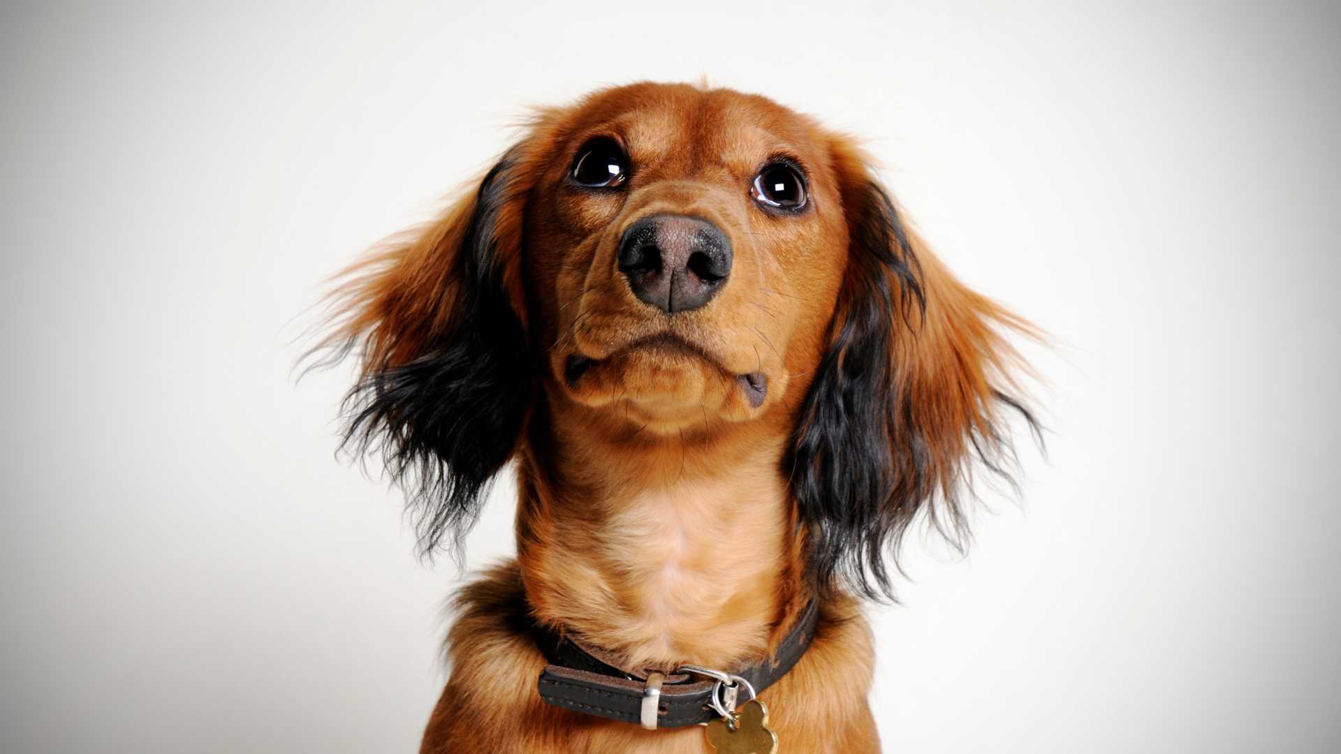 Tipos de Perro Salchicha: Cuáles Debes Conocer