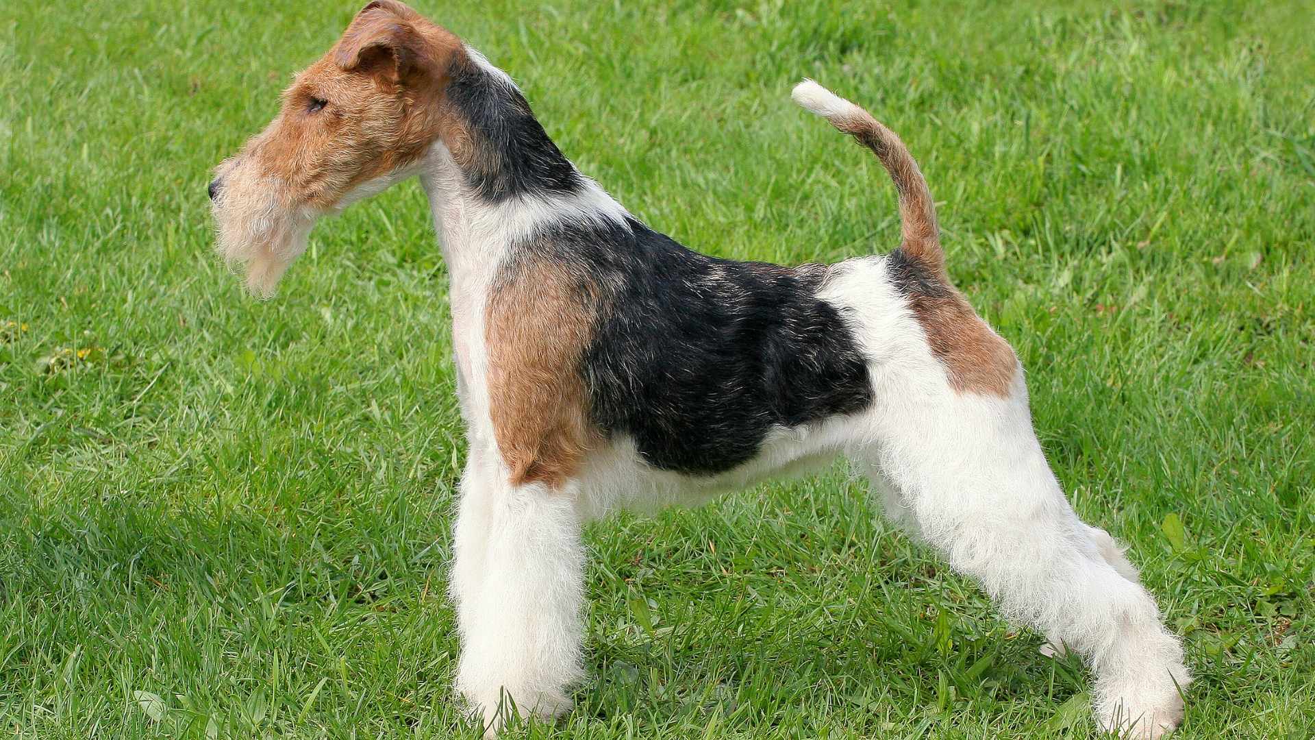 Fox Terrier Alambre: Todo Sobre Esta Raza