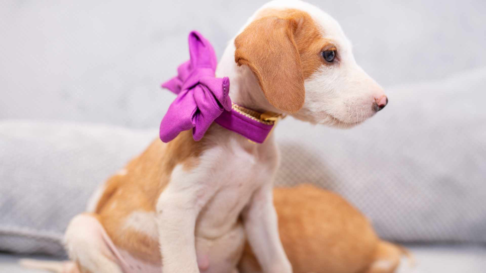 Nombres de Perritas con Significado: + 100 Ideas