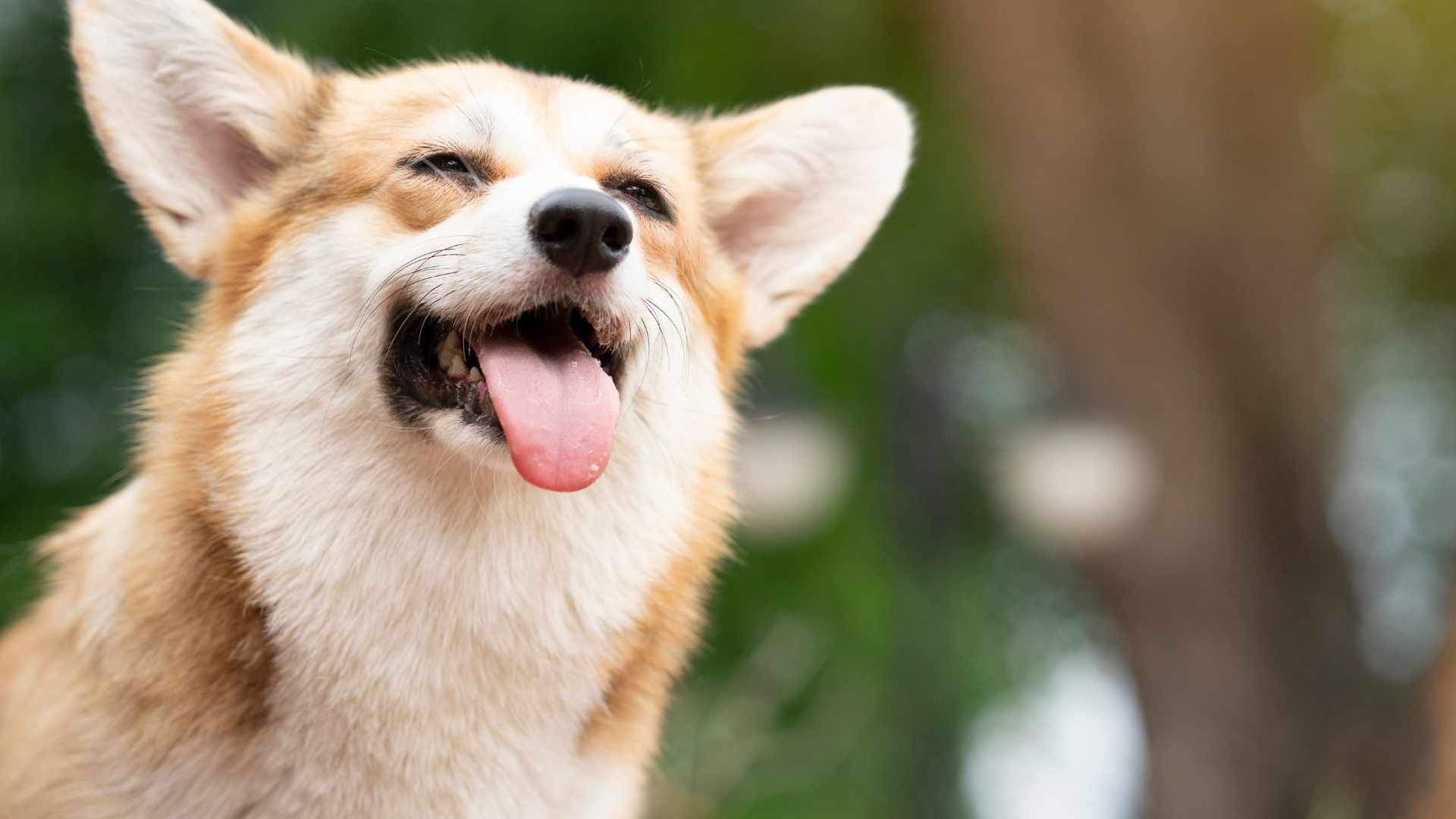 ¿Los Perros Pueden Comer Maní?