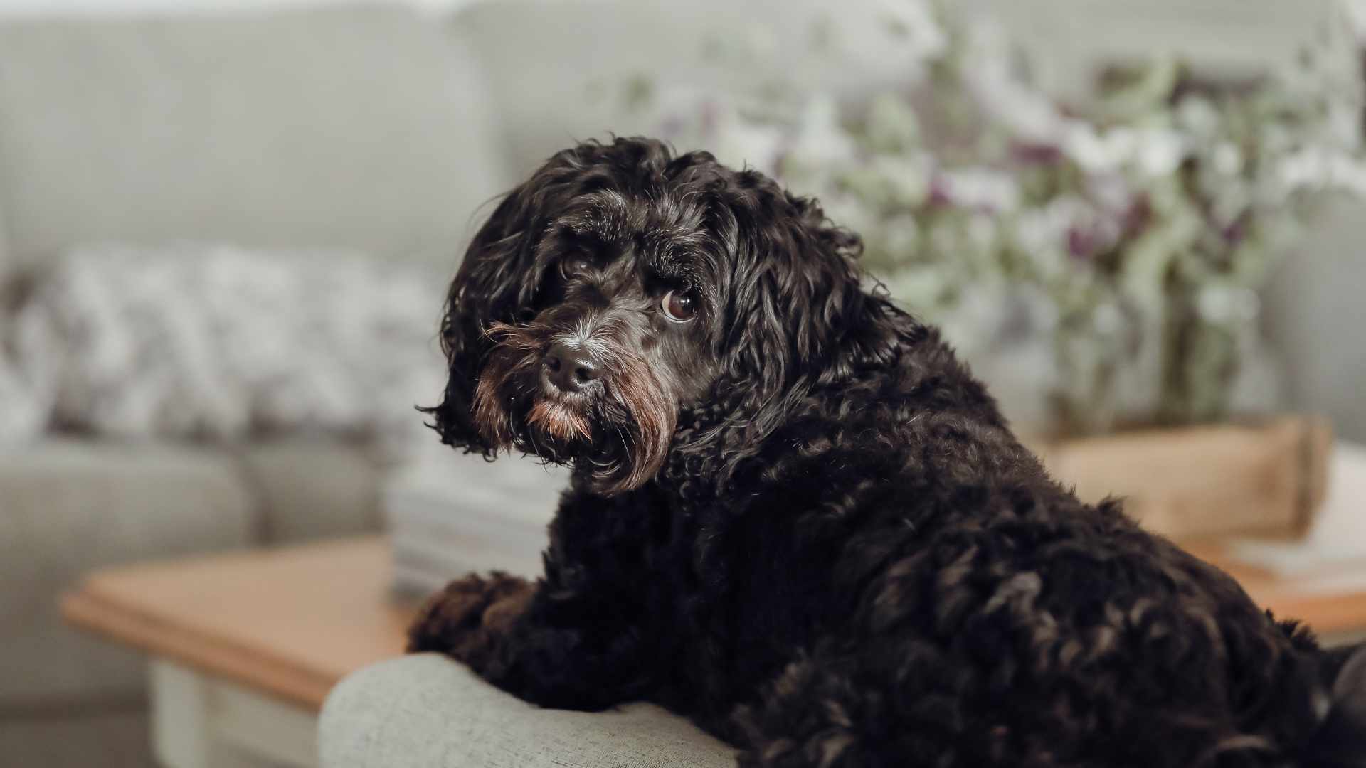 Nombres para Perritos Negros: +100 Ideas