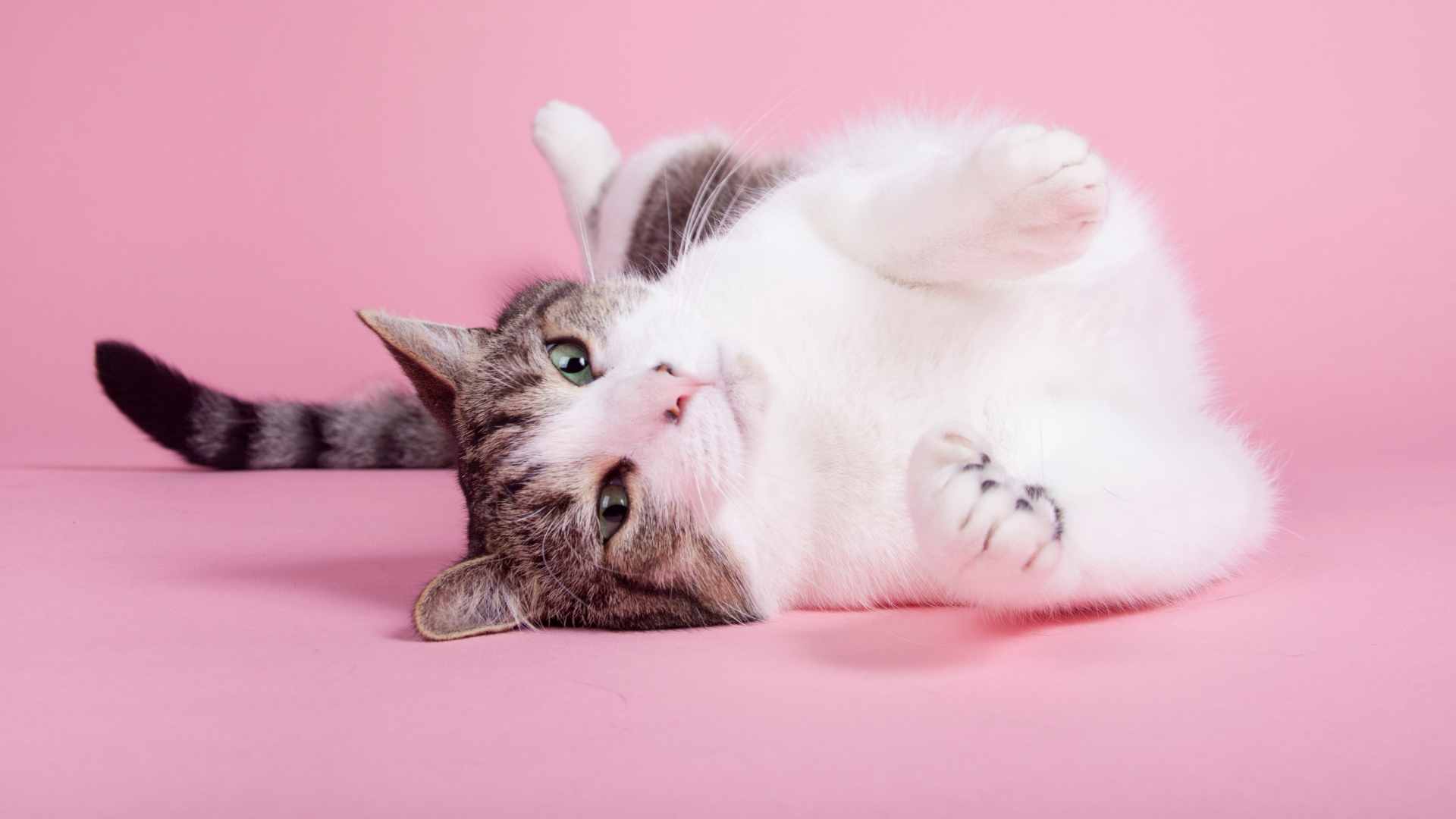 Posiciones de Gatos: Qué Significa Cada Una
