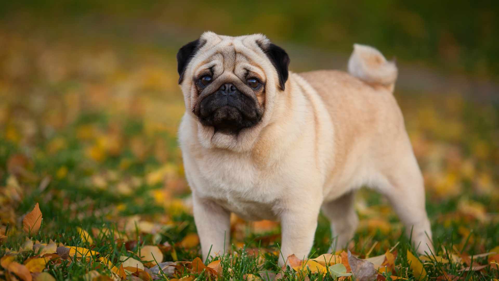 Tipos de Pug: Guía Completa de este Raza