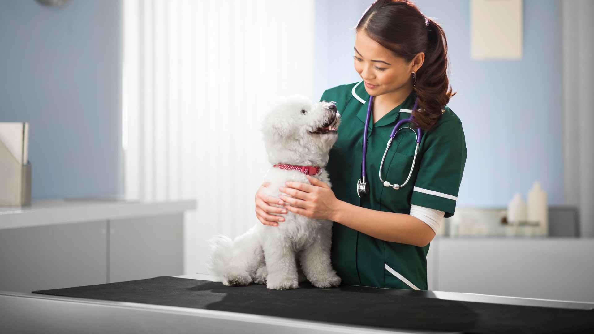 Acné en Perros: Causas y Tratamiento