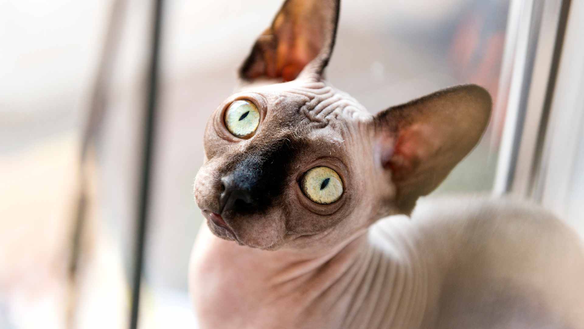 Cómo Combatir el Acné Felino