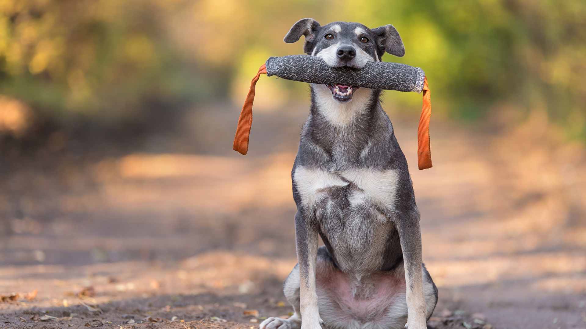 Refuerzo Positivo en Perros: Qué Debes Saber