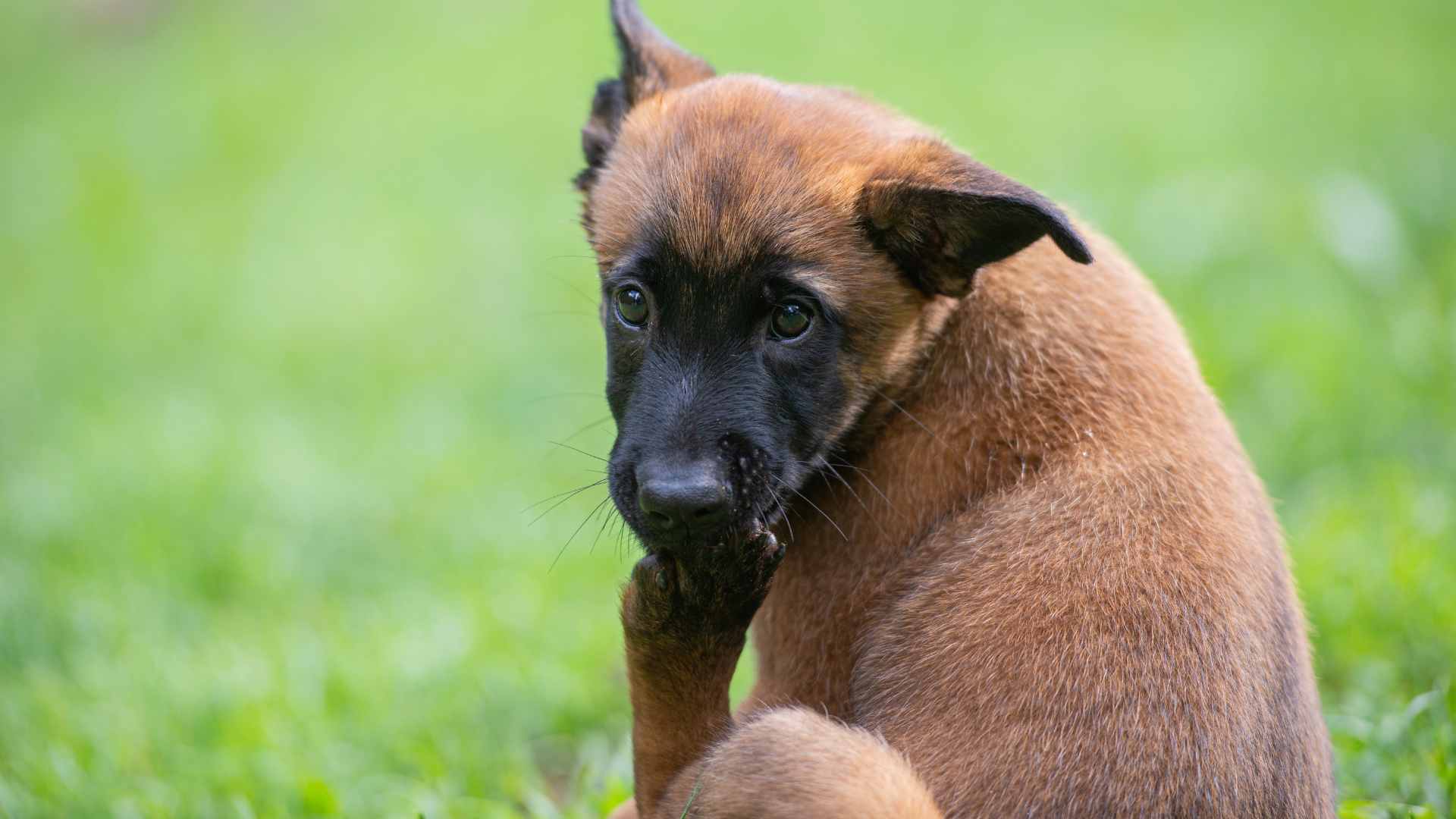 Por Qué Mi Perro se Muerde las Patas