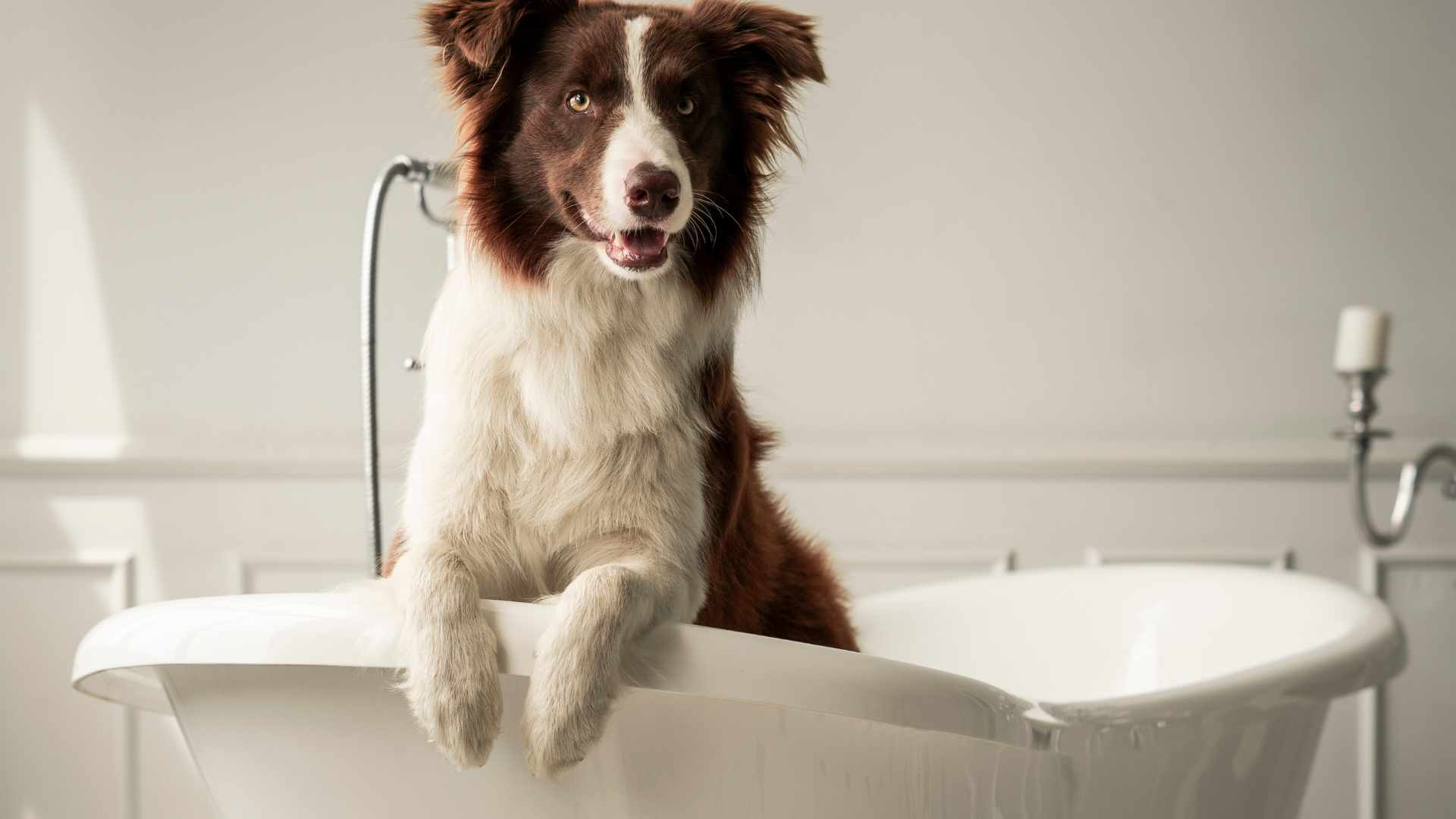 Por Qué mi Perro me Sigue al Baño
