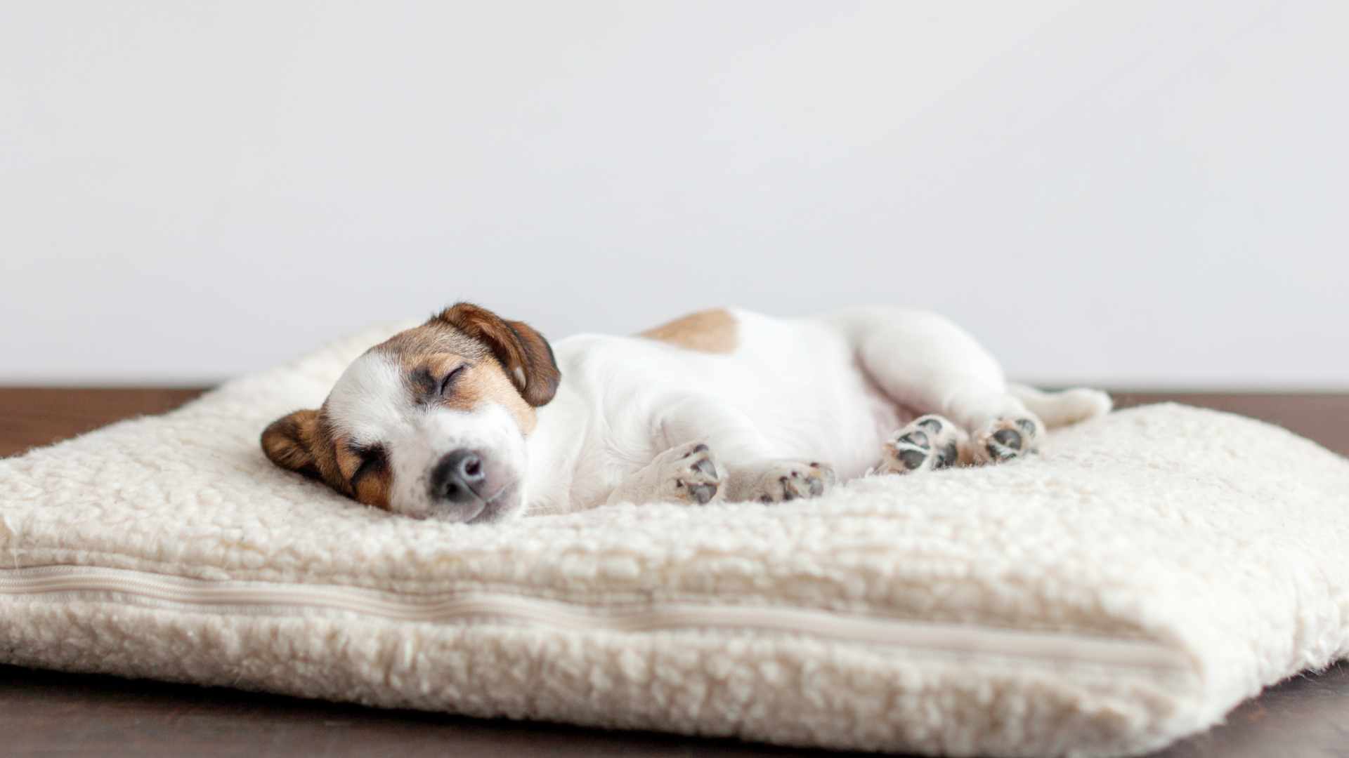 Por Qué mi Perro Respira Rápido al Dormir