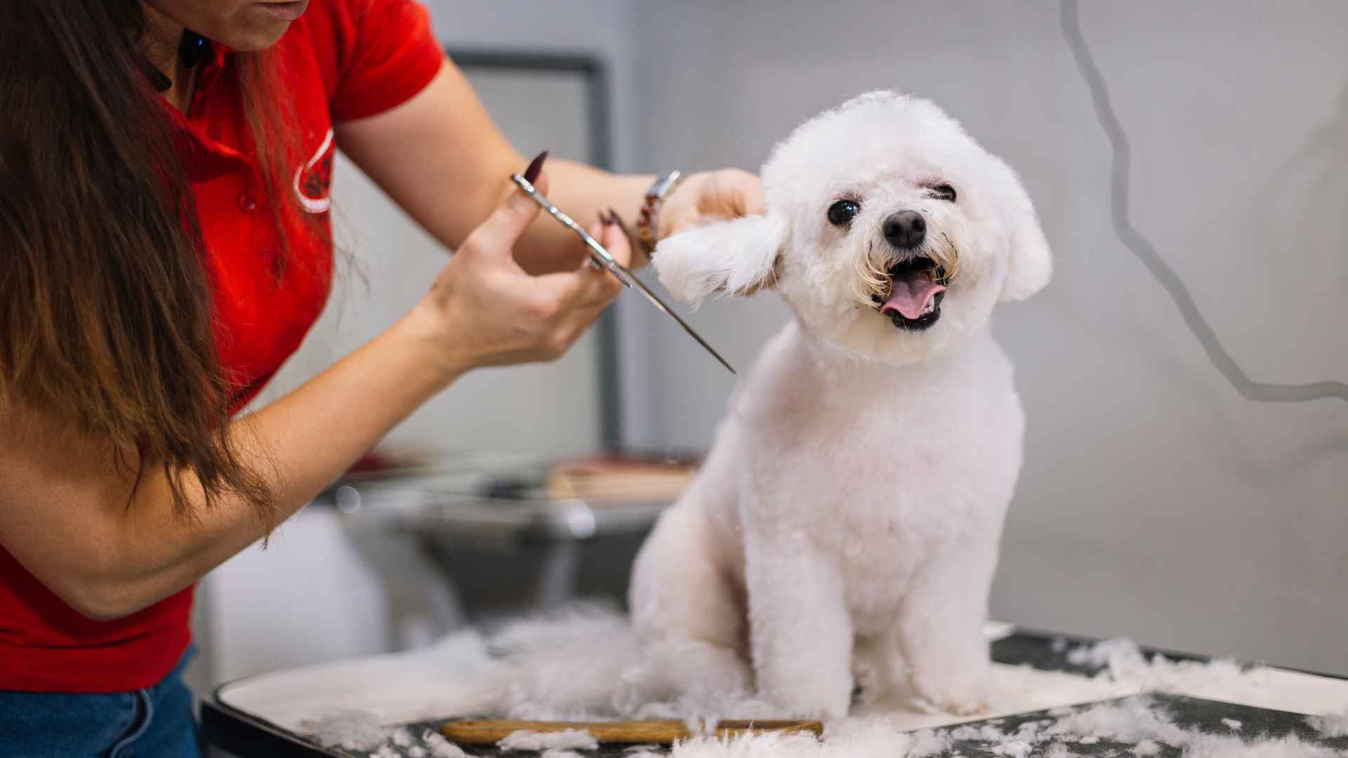 Peluqueria Canina: Cómo Elegir la Mejor