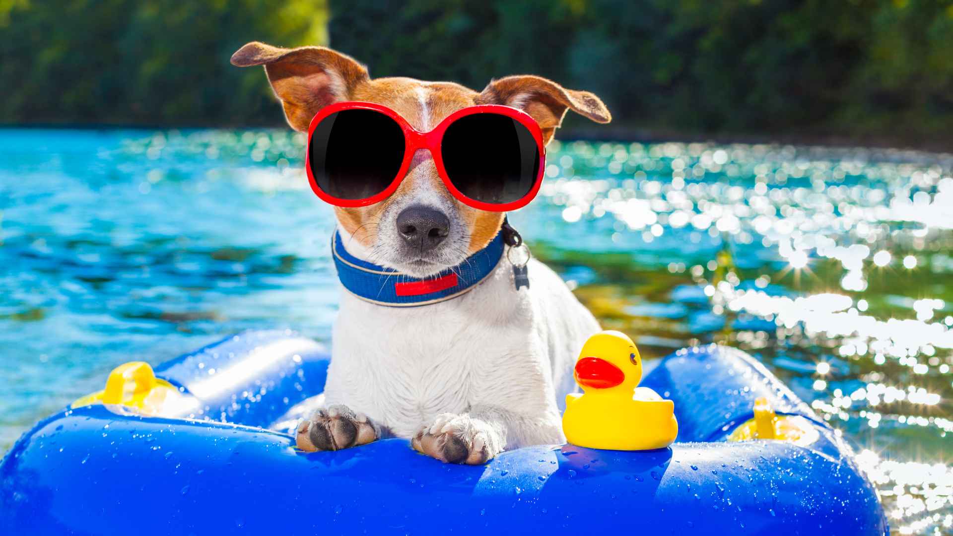 Choque de Calor en Perros: Cómo Prevenirlo